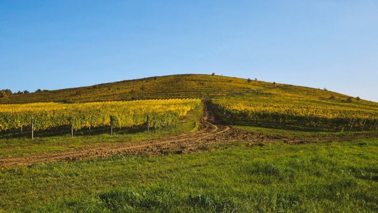 vinogradi na dalmatinskim brežuljcima