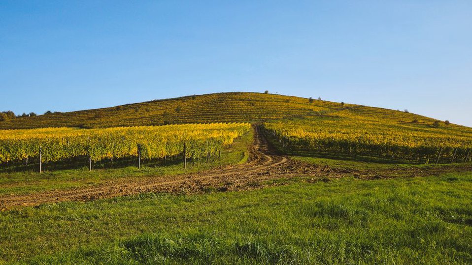 vinogradi na dalmatinskim brežuljcima