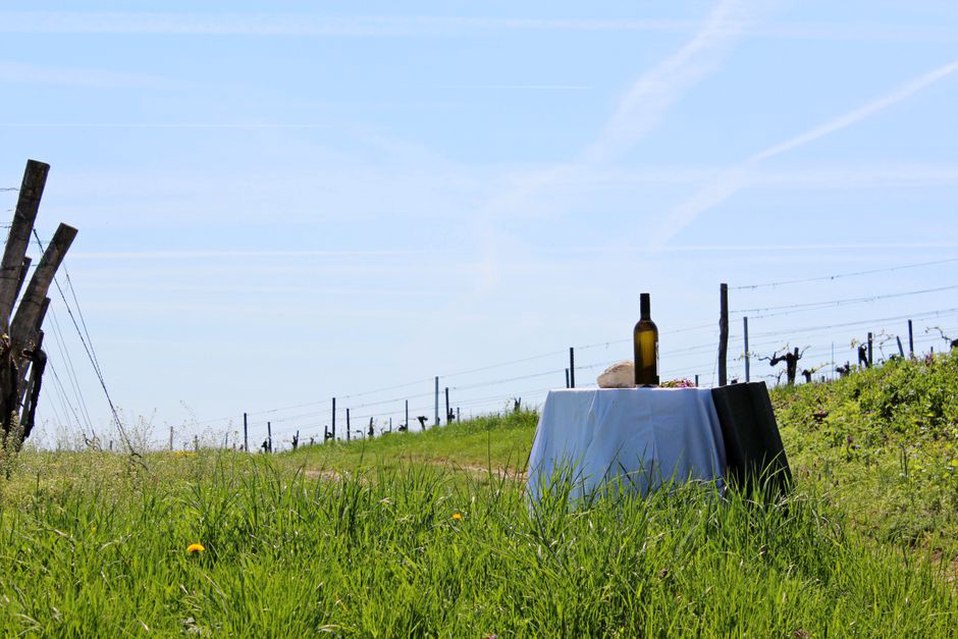 grupa ljudi degustira vino u dalmatinskom vinogradu