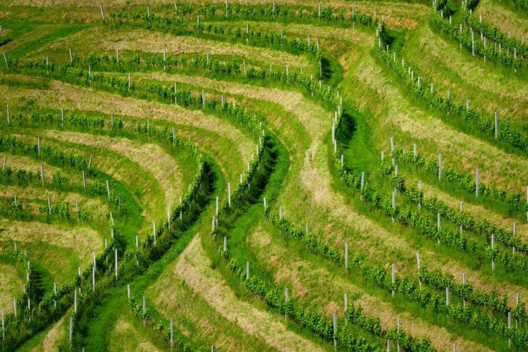terasasti vinogradi uz obalu Dalmacije