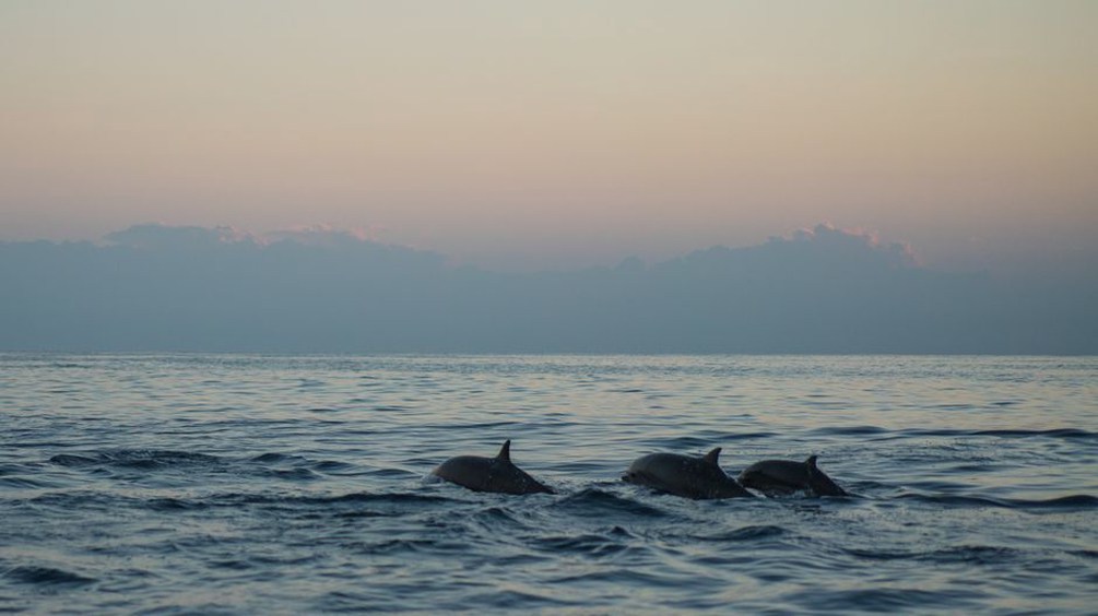 delfini u Jadranskom moru