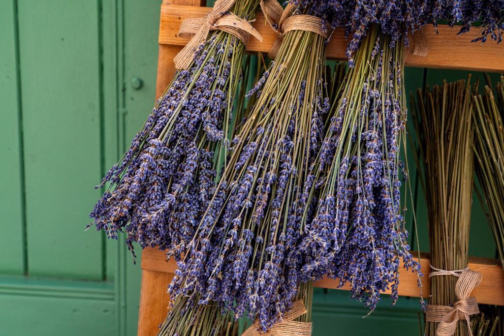 osušena lavanda i ljekovito bilje vise sa stropnih greda u staroj konobi