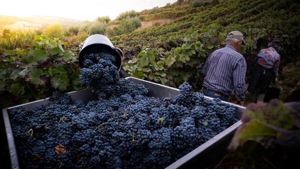Berba grožđa u vinogradu tijekom jeseni