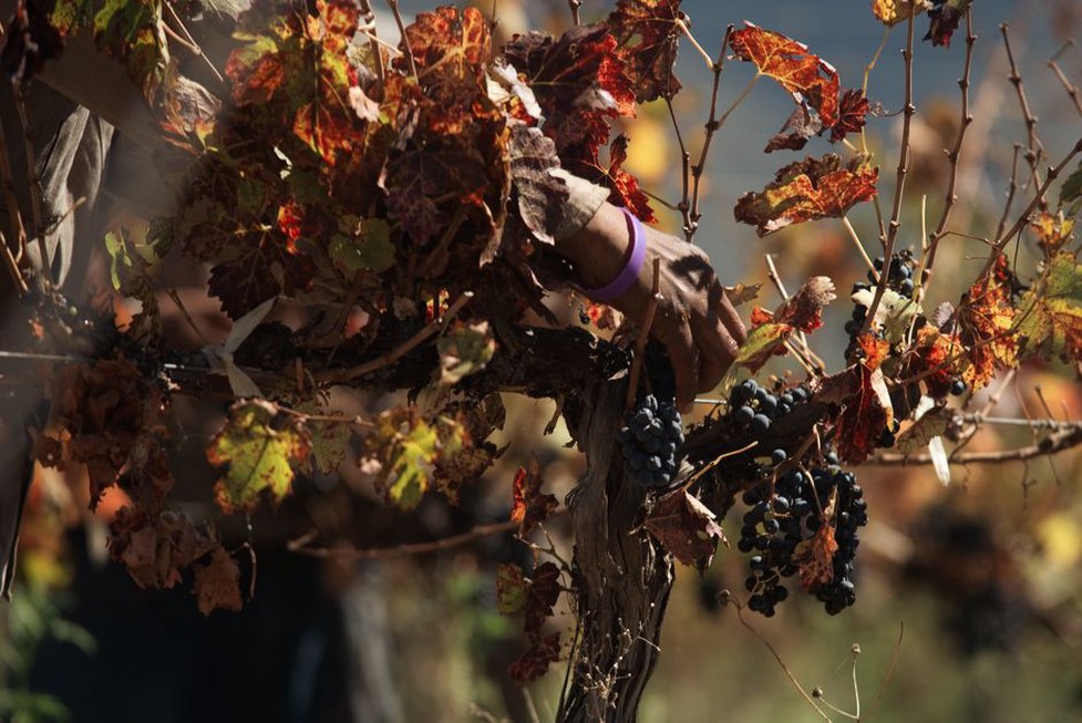 berba grožđa u dalmatinskom vinogradu