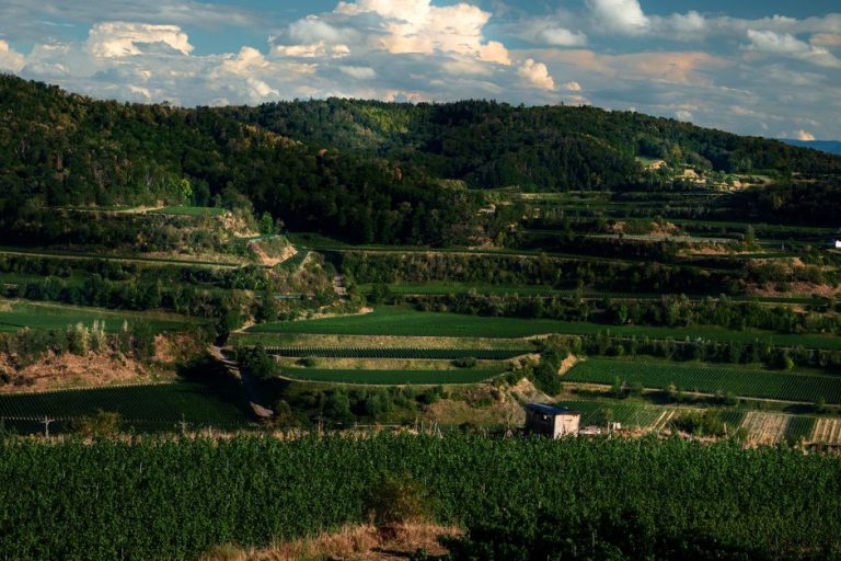 vinograd u dalmatinskom zaleđu