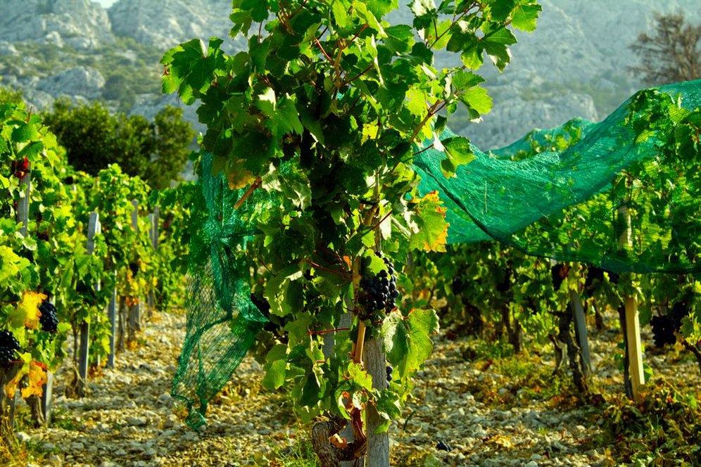 vinograd u zalasku sunca u Dalmaciji