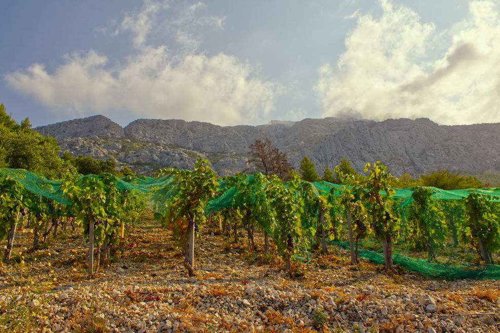 Vinograd u Dalmaciji pod plavim nebom