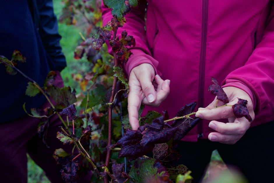 vinogradar pregledava trsove vinove loze