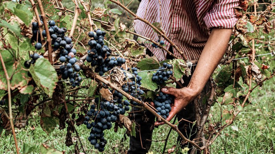 Vinogradar pregledava grožđe prije berbe
