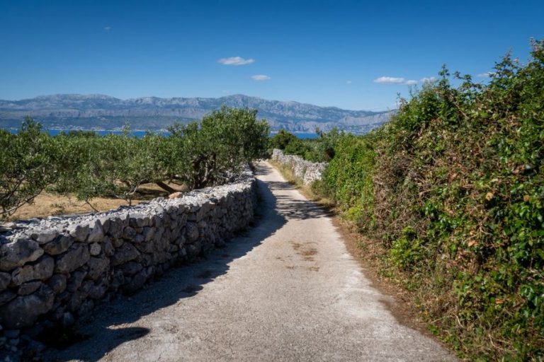 Terasasti vinograd omeđen starim suhozidom
