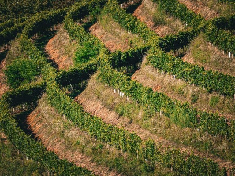 Terasasti vinograd među dalmatinskim suhozidima