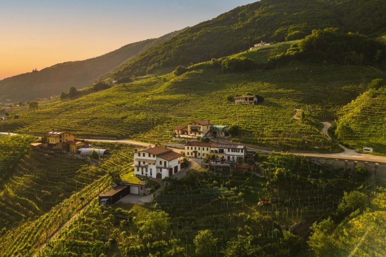 Terasasti vinograd omeđen starim suhozidima