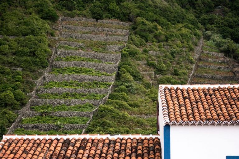 Terasasti vinogradi omeđeni suhozidima