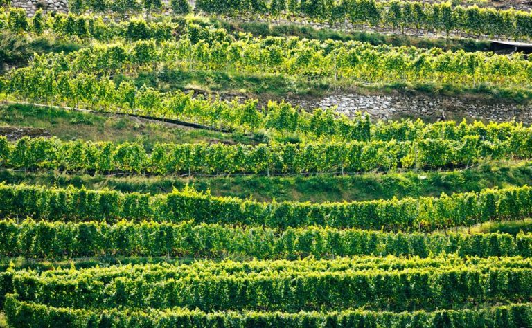 Vinograd na kamenitim dalmatinskim terasama