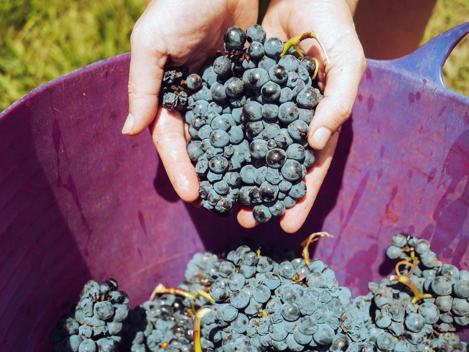 Ručna berba zdravih grozdova u dalmatinskom vinogradu