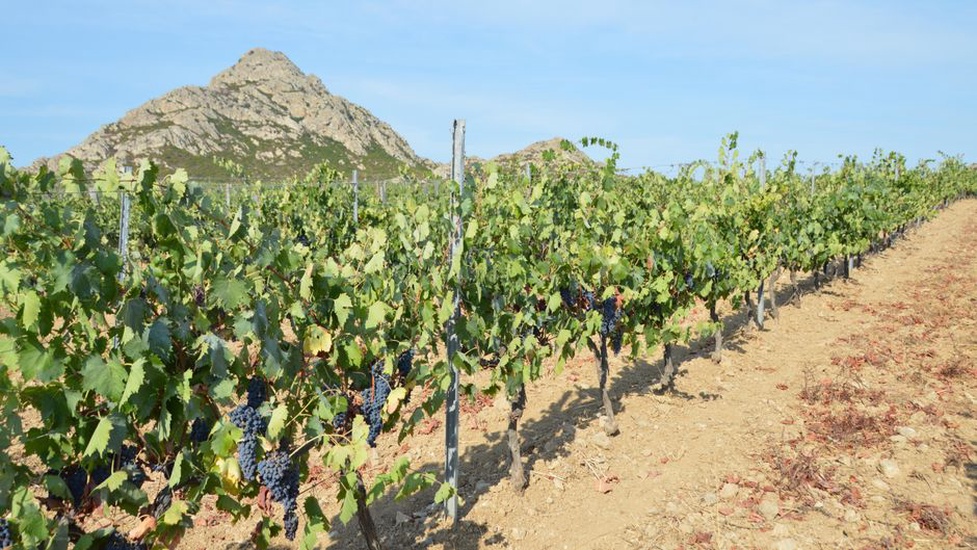 Redovi loze u korčulanskom vinogradu