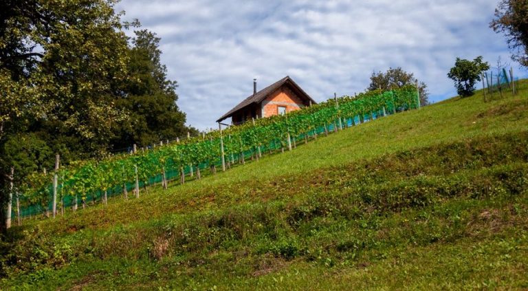 Strmi vinogradi plavca malog iznad mora