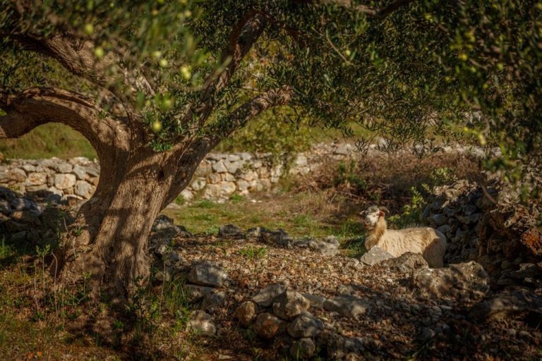 Kamena kuća uz masline u dalmatinskom zaleđu
