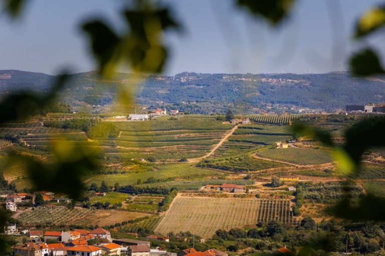 Vinogradi i kuće na rubu Vrgorskog polja