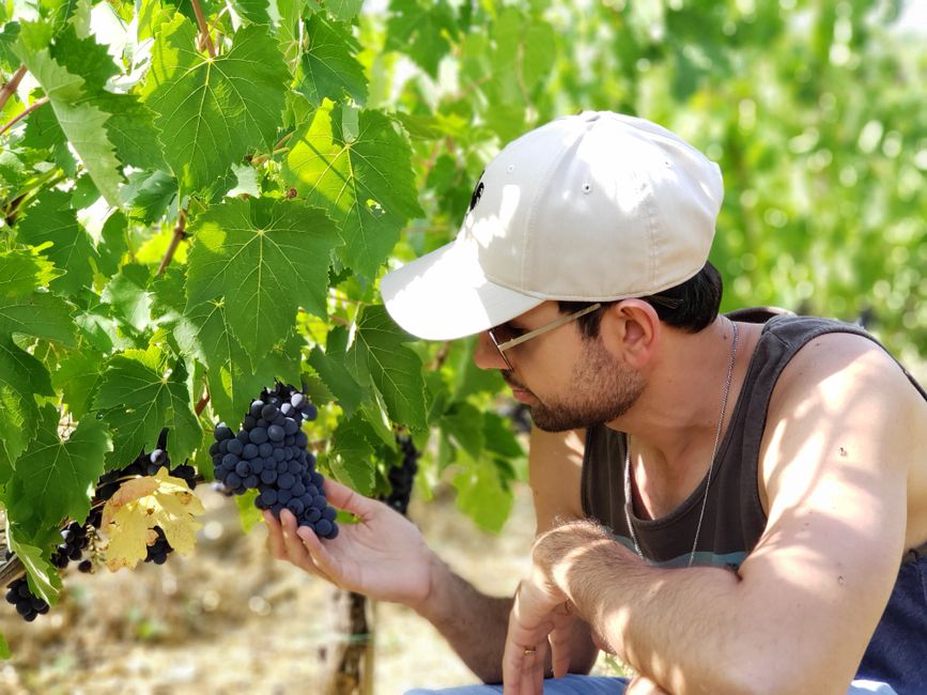 Vinogradar provjerava zrelost grožđa među trsovima
