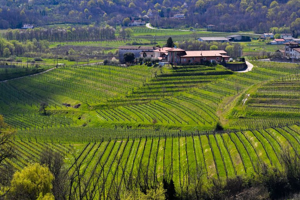Vinograd uz suhozide iznad seoskoga puta