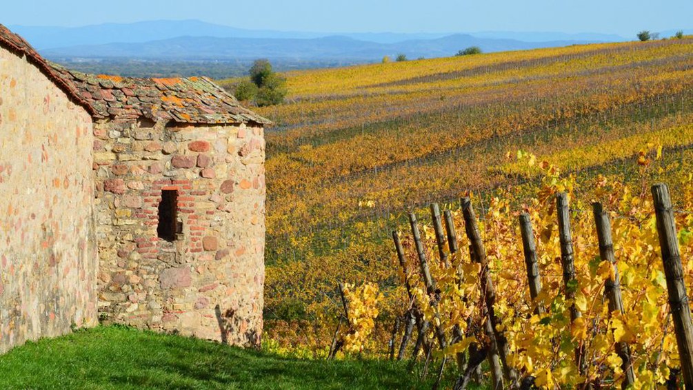 Vinograd i kamene terase pokraj obiteljskog gospodarstva