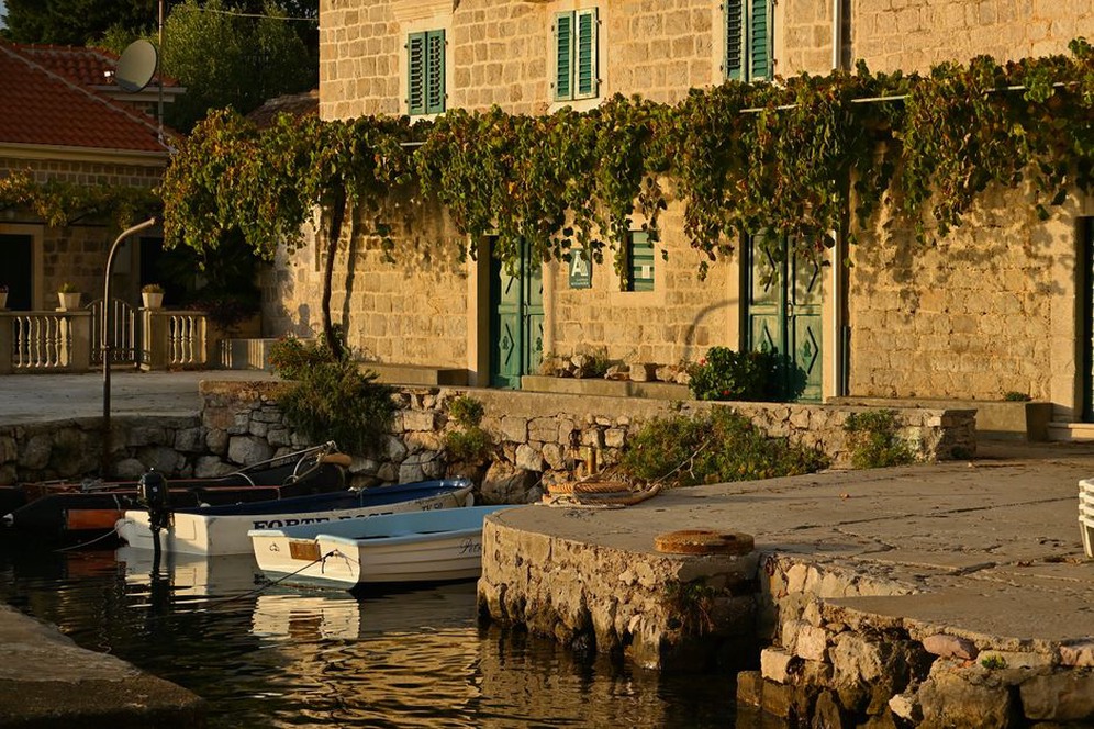 Stari trsovi uz kameni zid u dalmatinskom vinogradu