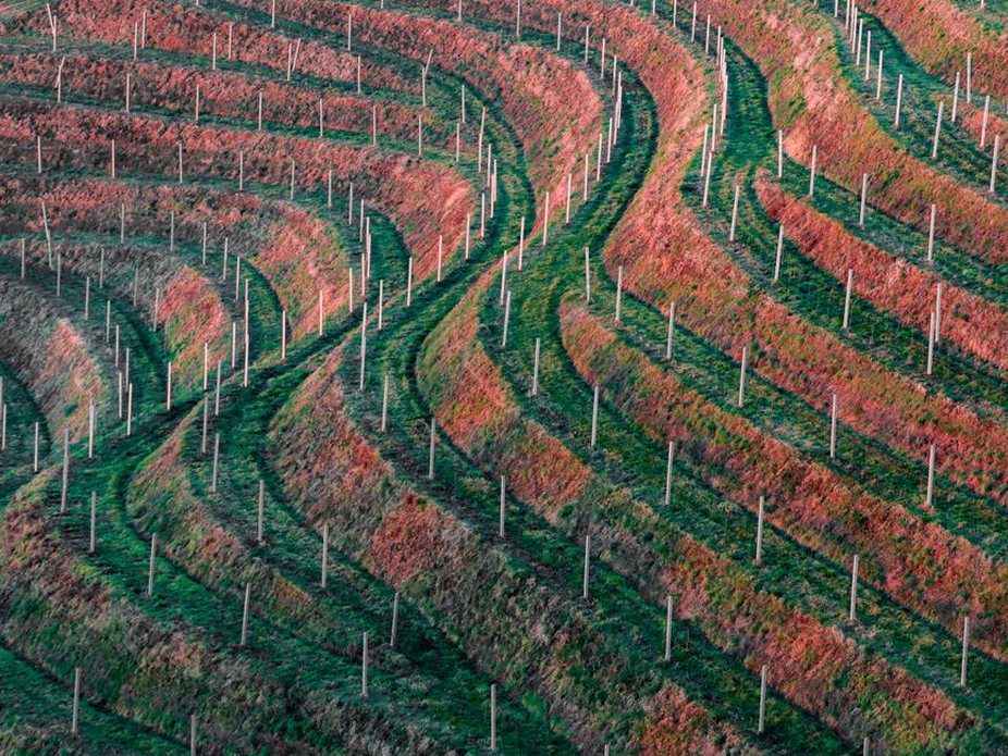Vinograd na kamenim terasama u dalmatinskom zaleđu