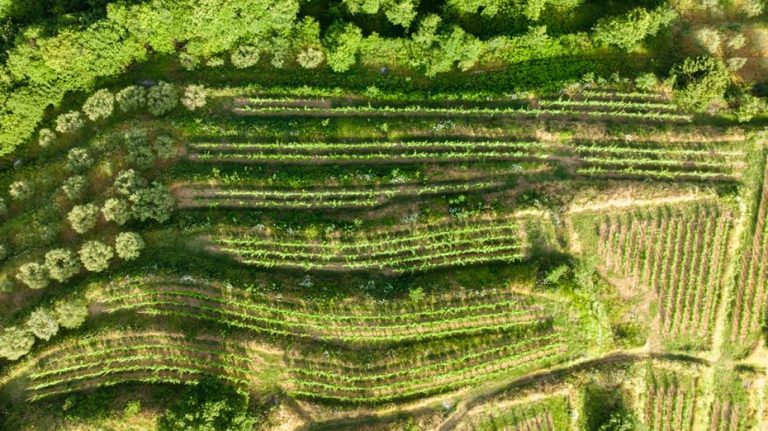Vinograd na kamenim terasama iznad dalmatinske obale