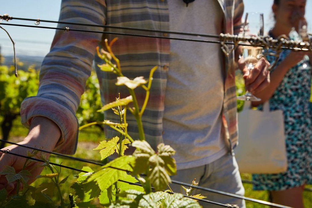 Gost pregledava informacije za obilazak vinograda na mobitelu